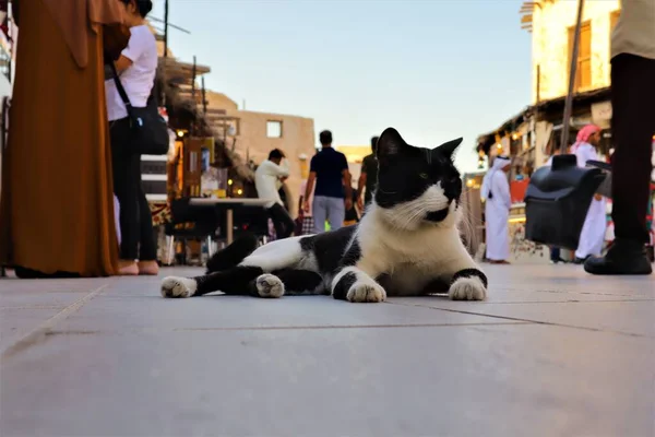 Gato Sentado Souq Waqif Doha Qatar — Foto de Stock