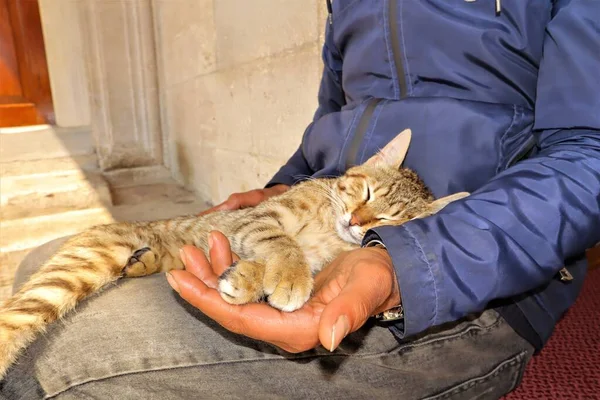 Gatto Che Dorme Tranquillamente Sulle Ginocchia Uomo Rilassati Gatto — Foto Stock
