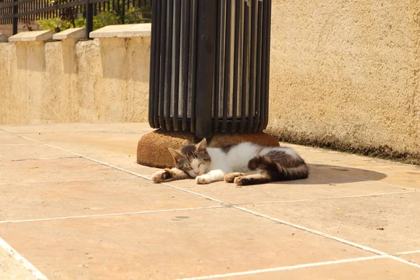 Γάτα Κοιμάται Στο Έδαφος Της Πλατείας Fatih Τζαμί Στην Κωνσταντινούπολη — Φωτογραφία Αρχείου