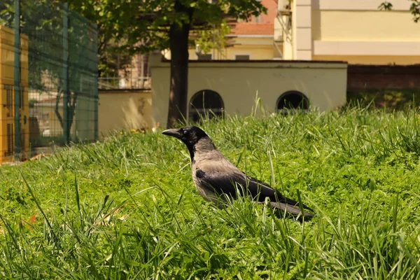 Corvo Incappucciato Sull Erba Corvo Grigio Nel Parco Uccello Citta — Foto Stock