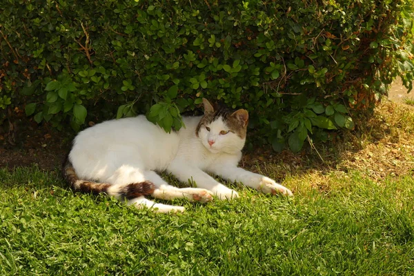 Kot Próbuje Spać Trawie Latem Piękny Biały Czarny Kot Świeżym — Zdjęcie stockowe