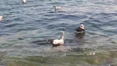 Juvenile Lesser siyah martı. Martılar önlerine atılan yiyecekleri toplar, onun için kavga eder ve bir tehdit olarak yüksek sesle bağırırlar. (Larus fuscus) (124; İstanbul 'da Shorebirds, TURKEY).