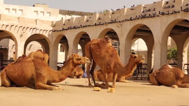 カタールのアラビアラクダ アラビア湾 家畜化されたラクダ ドロメダリーアニマル 砂漠の動物 — ストック動画