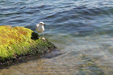 Juvenile Lesser black backed gull. Jellyfish can be observed near the seagull in the sea.(Larus fuscus)  Shorebirds in Istanbul, TURKEY. Seagulls, gulls