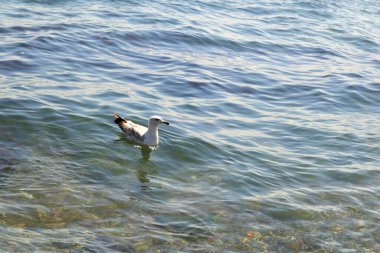 Juvenile Lesser siyah martı. (Larus fuscus) (124; İstanbul 'da Shorebirds, TURKEY. Martı, martı. Martılar