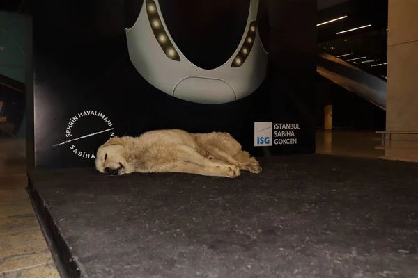 伊斯坦布尔 土耳其 2023 在伊斯坦布尔Sabiha Gokcen国际机场安睡的流浪狗 — 图库照片