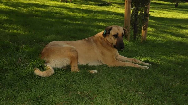 耳にチップが付いている野良犬を置きなさい 耳のタグが付いている滅菌され ワクチン接種されたホームレスの犬は庭の草の上にあります 野良動物の個体数管理の問題 トラップ中立リリース プログラム — ストック写真
