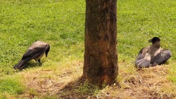 Bain Soleil Corbeau Hamster Corbeaux Capuchon Corbeau Gris Dans Parc — Video