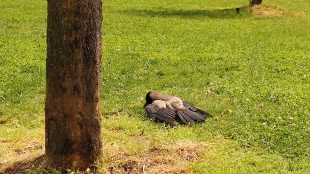 Crow Sunbathing Hooded Crows Because Sudden Warning Call Another Crow — Stock Video