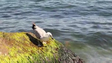 Juvenile Lesser siyah martı. Martı üzerine atılan yiyecekleri topluyor. (Larus fuscus) (124; İstanbul 'da Shorebirds, TURKEY).