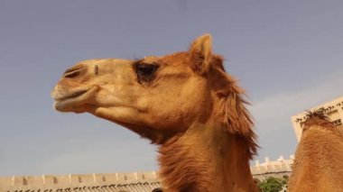 Doha Katar 'da Head' in Arap Deve 'sini kapatın. Orta Doğu, Arap Körfezi. Arap devesi. Evcilleştirilmiş Deve. Dromedary hayvanı. Çöl hayvanları.