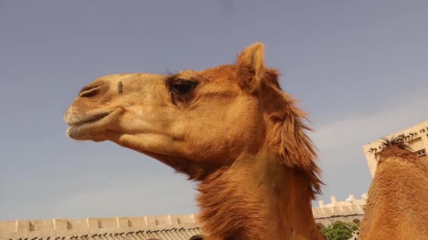 在卡塔尔多哈关闭Head Arabian Camel 阿拉伯湾 阿拉伯骆驼家养骆驼 滴药性动物 沙漠动物 — 图库视频影像