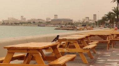 Doha 'daki Myna kuşu, Katar. İstilacı bir tür olarak kabul edilir. Corniche 'in manzarası. Arap Körfezi, Orta Doğu. Şehirdeki kuşlar. Şehir Vahşi Hayatı. Akıllı kuş. Akıllı hayvanlar.