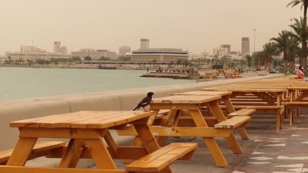 Myna Fågel Doha Qatar Det Anses Vara Invasiv Art Utsikt — Stockvideo
