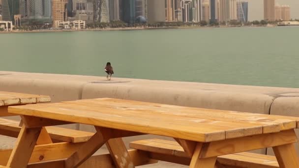 Моя Пташка Досі Катар Вважається Інвазивним Видом Погляд Вежі Коридору — стокове відео