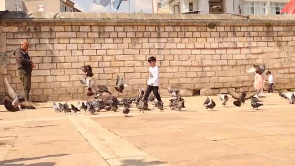 이스탄불 Turkey 2023 아이들은 모스크 광장에서 비둘기를 가지고 있습니다 와조화 — 비디오