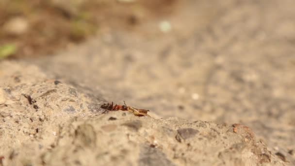 Formigas Apanhar Auriculares Jardim Formiga Operária Levar Inseto Vida Sua — Vídeo de Stock