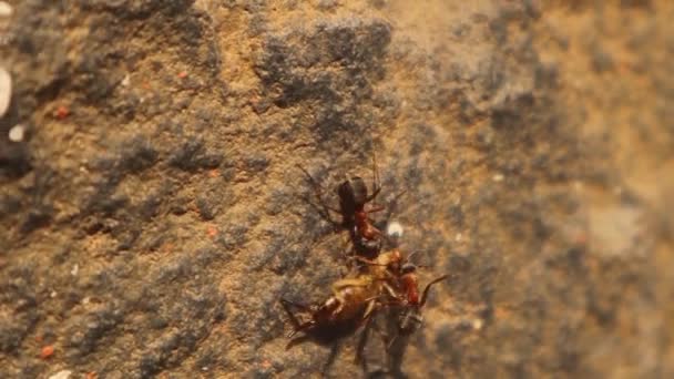 庭で耳を引くアリ アリはそのコロニーに生命昆虫を運びます アリは昆虫の減少に寄与する 生物学的制御 プレデターと獲物 虫だ虫 野生動物 — ストック動画