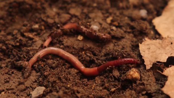 Dżdżownice Powierzchni Gleby Próbują Zakopać Się Glebie Pomiędzy Korzeniami Robaki — Wideo stockowe