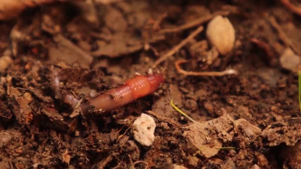 Aardwormen Het Bodemoppervlak Proberen Zich Bodem Begraven Tussen Wortels Wormen — Stockvideo