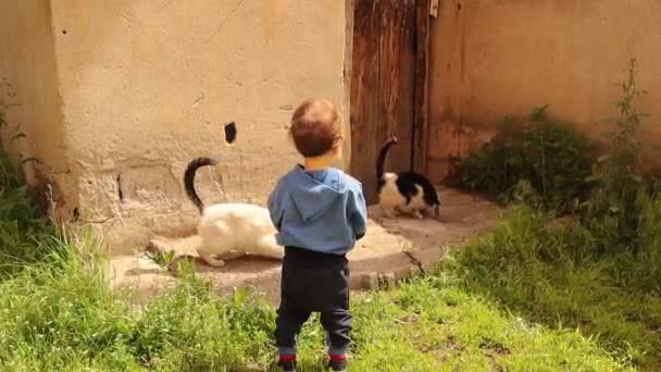 Niemowlę Daje Jedzenie Zabłąkanym Kotom Ogrodzie Bacznie Obserwuje Dziecko Kocha — Wideo stockowe