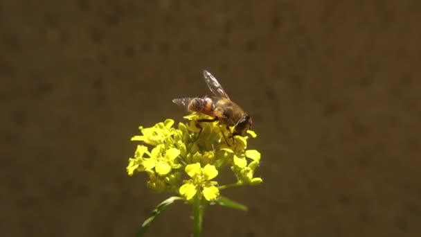 Hoverfly Πίνει Νέκταρ Από Κίτρινα Λουλούδια Κοινή Μύγα Drone Eristalis — Αρχείο Βίντεο