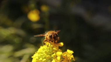 Uçan sinek sarı çiçeklerin nektarını yudumluyor. Arı sineği (Eristalis tenax) değil. Uçan sinekler, tozlaşan çiçekler, tozlaşma. İnanılmaz uçan böcekler. Çiçek sinekleri, uçan sinekler. Böcekler, böcekler