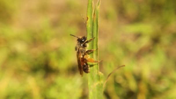 孤独的蜜蜂在风中的草地上休息 然后在杂草中安顿下来 昆虫躲在风中 — 图库视频影像