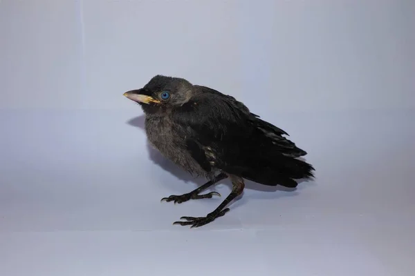 Baby crow on a white background in exotic vet clinic. It\'s called a Western jackdaw. This black bird has blue eyes. Close up of a Blackbird. Crow cawing. Ornithology. Young birds.