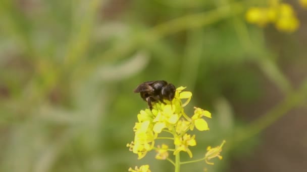 Hücre Arısı Bilimsel Adı Panurginus Spp Yeraltında Yaşayan Arılar Arı — Stok video