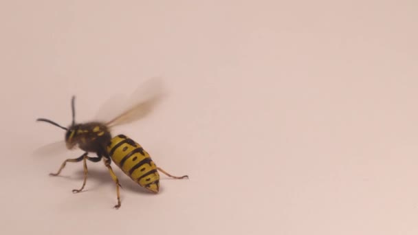Gele Wespenkoningin Geïsoleerd Een Witte Achtergrond Europese Wespen Warmen Hun — Stockvideo