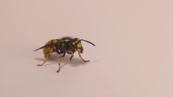 Gelbe Wespenkönigin Isoliert Auf Weißem Hintergrund Die Europäische Wespe Wärmt — Stockvideo