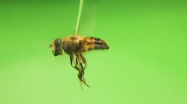Uçan Uçan Sinek uçuş çalışmak için yeşil arka planda uçuyor. Yaygın bir dron sineği (Eristalis tenax) ya da çiçek sineği olarak da bilinir. Arı değil. Böcek izole edildi. Böcekler, böcekler. Hayvanlar, hayvanlar. Vahşi yaşam, vahşi doğa.