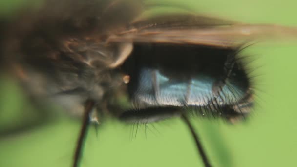 家蝇在显微镜下 可以看到Haltere在翅膀下震动 专注于Halteres 寄生虫 寄生虫 家养麝香 寄生虫学 昆虫学虫子 野生动物 — 图库视频影像