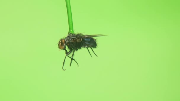 Housefly Летит Зеленом Фоне Изучения Полета Musca Domestica Parfetology Entomology — стоковое видео