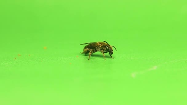 Μοναχική Μέλισσα Πράσινο Φόντο Λέγεται Ιβι Μπι Συνάδελφοι Χεντέρα Όχι — Αρχείο Βίντεο