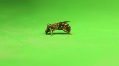 Yeşil arka planı olan yalnız bir arı. Adı Ivy Bee, Colletes Hedera. Bal arısı değil. Böcek izole edildi, böcek. Böcekler, böcekler. Hayvanlar, hayvanlar. Vahşi yaşam, vahşi doğa.