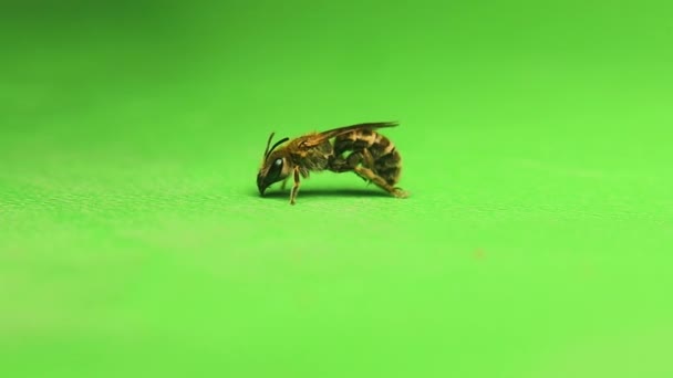 Одинокая Пчела Зеленом Фоне Называется Пчела Айви Коллеги Хедера Медоносная — стоковое видео