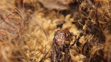 Larvae of flies on a cat's carcass. Common green bottle fly (Lucilia sericata) maggots, Blowfly maggot. Life cycle of flies and their role in disposing of dead bodies. Insects, Insect. Housefly larva