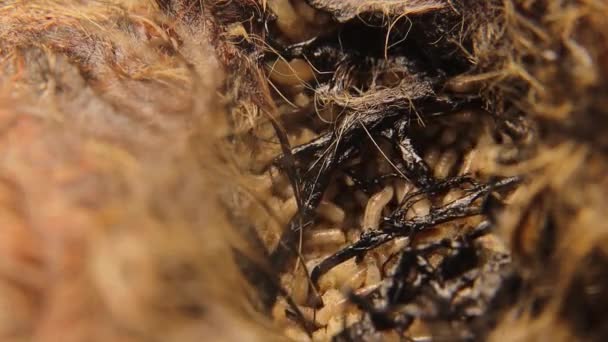 Larvae Flies Cat Carcass Common Green Bottle Fly Lucilia Sericata — 비디오