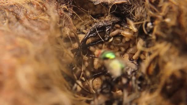 Larvae Flies Cat Carcass Common Green Bottle Fly Lucilia Sericata — Stok video