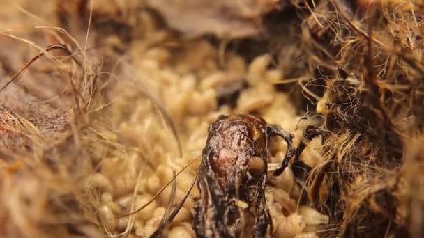 Larvae Flies Cat Carcass Common Green Bottle Fly Lucilia Sericata — Video