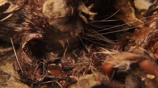 Larvae Flies Cat Carcass Common Green Bottle Fly Lucilia Sericata — Αρχείο Βίντεο