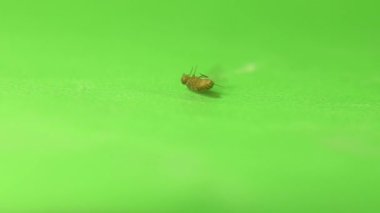 Yeşil arka planda meyve sinekleri itici maddelerden ölüyor. Ayrıca sirke sineği ya da drosophila da denir. Böceklere yakın çekim. Böceklerin yok edilmesi. Böcek izole edildi. Böcekbilim, böcekler, böcekler