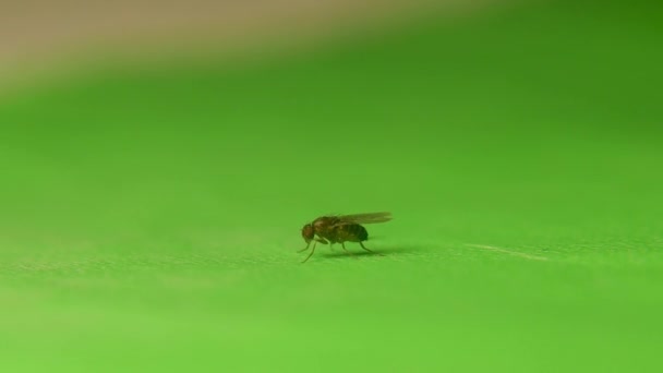 果物は緑の背景で自分自身をきれいに飛ぶ 酢フライやショウジョウバエとも呼ばれる 小さな虫が孤立したショウジョウバエの種だ 虫を閉じます — ストック動画