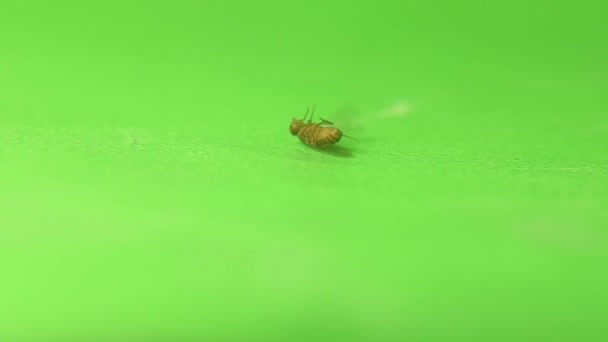 果蝇死于绿色背景的驱蚊剂 这也被称为醋苍蝇或果蝇 昆虫的遮掩 消灭虫子 昆虫隔离 — 图库视频影像