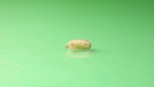Larva Muşte Fundal Verde Cârligele Sale Pot Văzute Față Housefly — Videoclip de stoc