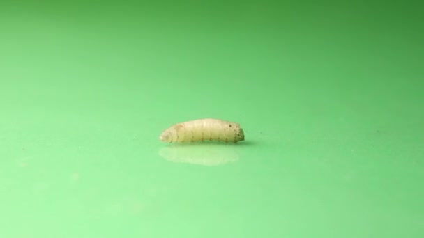 Yeşil Arka Planda Sinek Larvaları Sürünürken Solunum Deliği Sonunda Görülebilir — Stok video