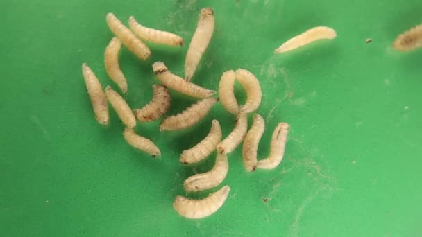 Bostads Larver Flugor Grön Bakgrund Musca Domestica Larver Isolerade Maggot — Stockvideo
