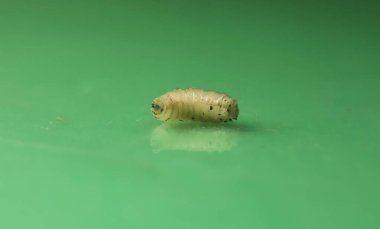 Yeşil arka planda sinek larvaları. Sinek (Musca domestica) kurtçuğu izole edildi. Kurt sineği kurtçukları, larvalar. Sineklerin yaşam döngüsü. Böcekler, Böcekler